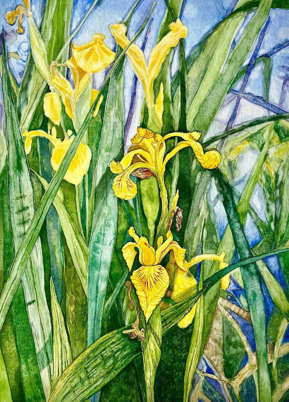 Yellow Flags - Original watercolour artwork