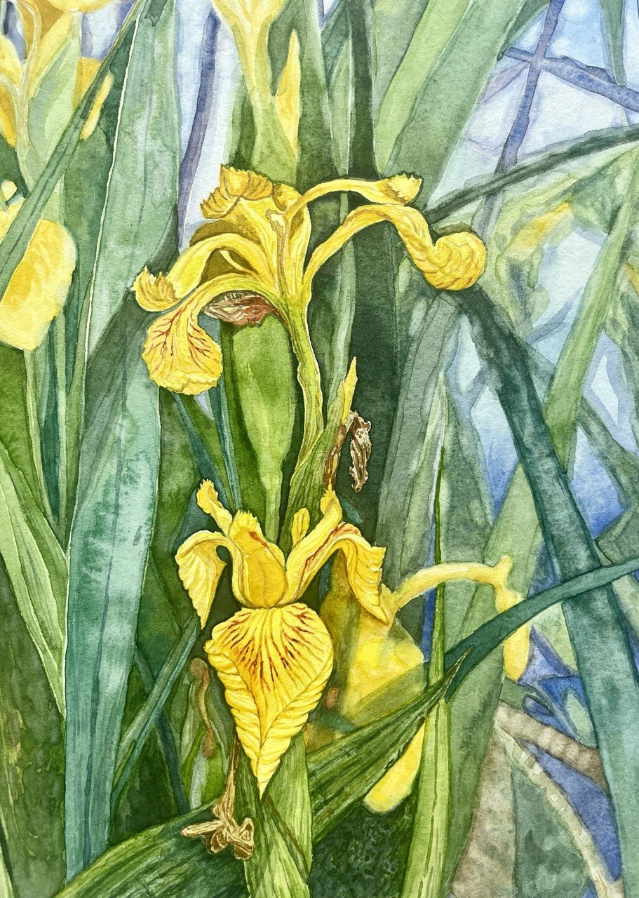 Yellow Flags - Original watercolour artwork