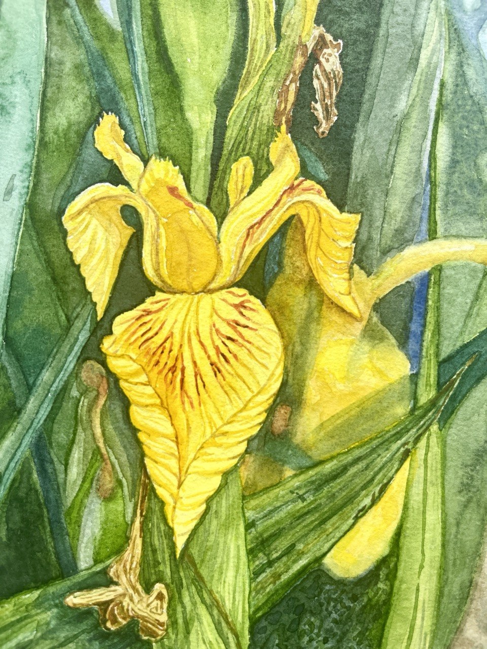 Yellow Flags - Original watercolour artwork