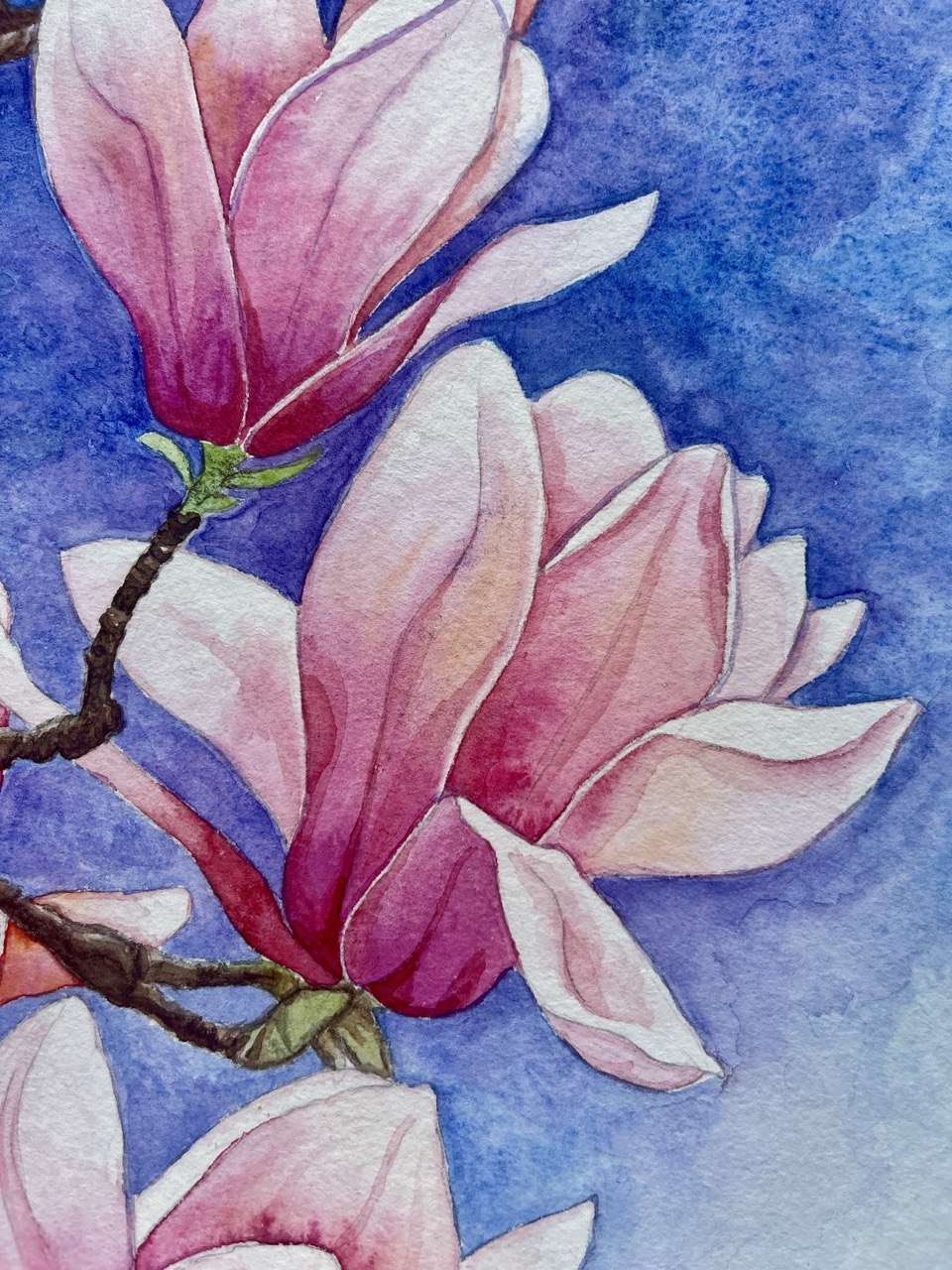 Magnolia - Original watercolour painting