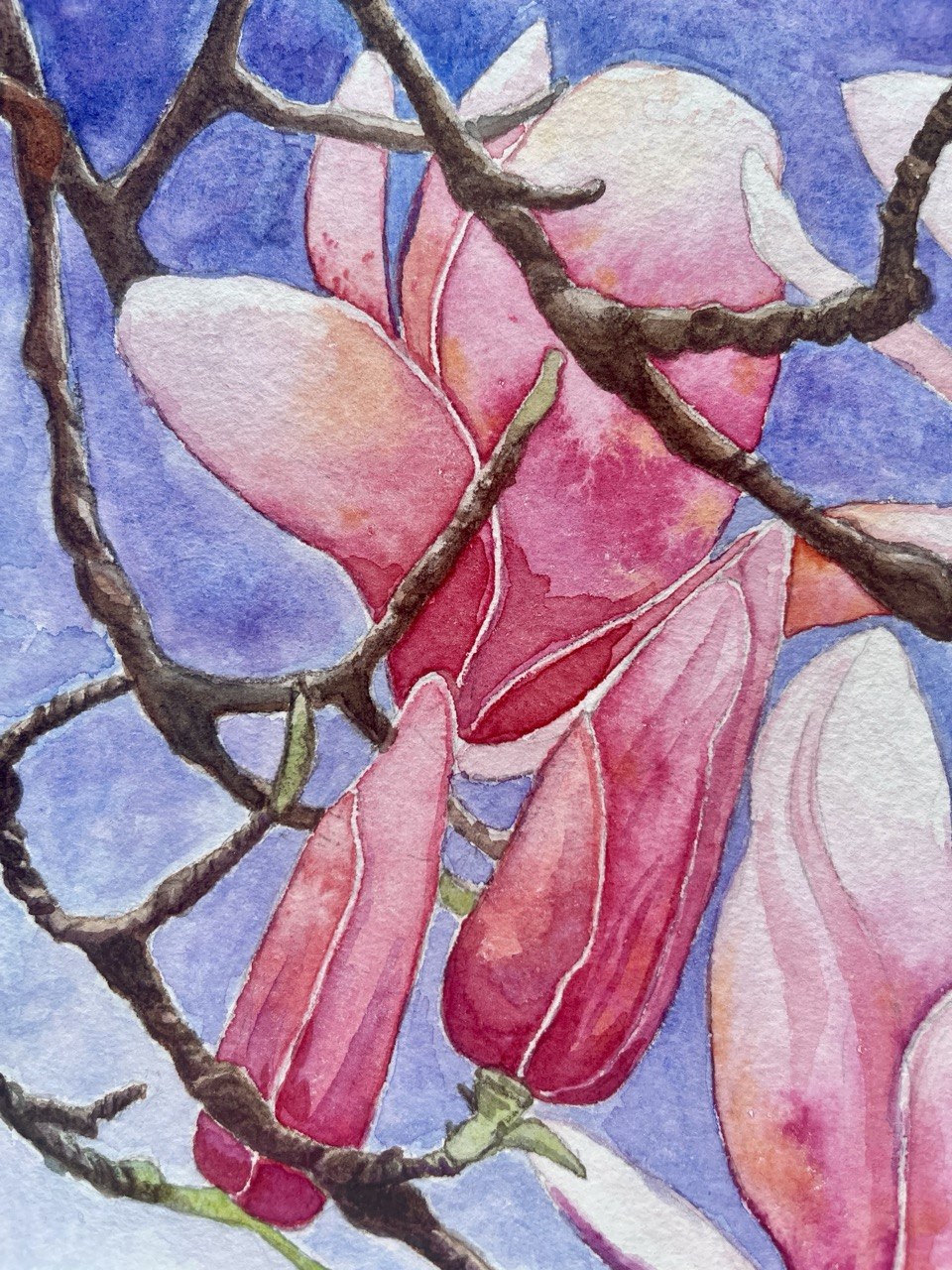 Magnolia - Original watercolour painting