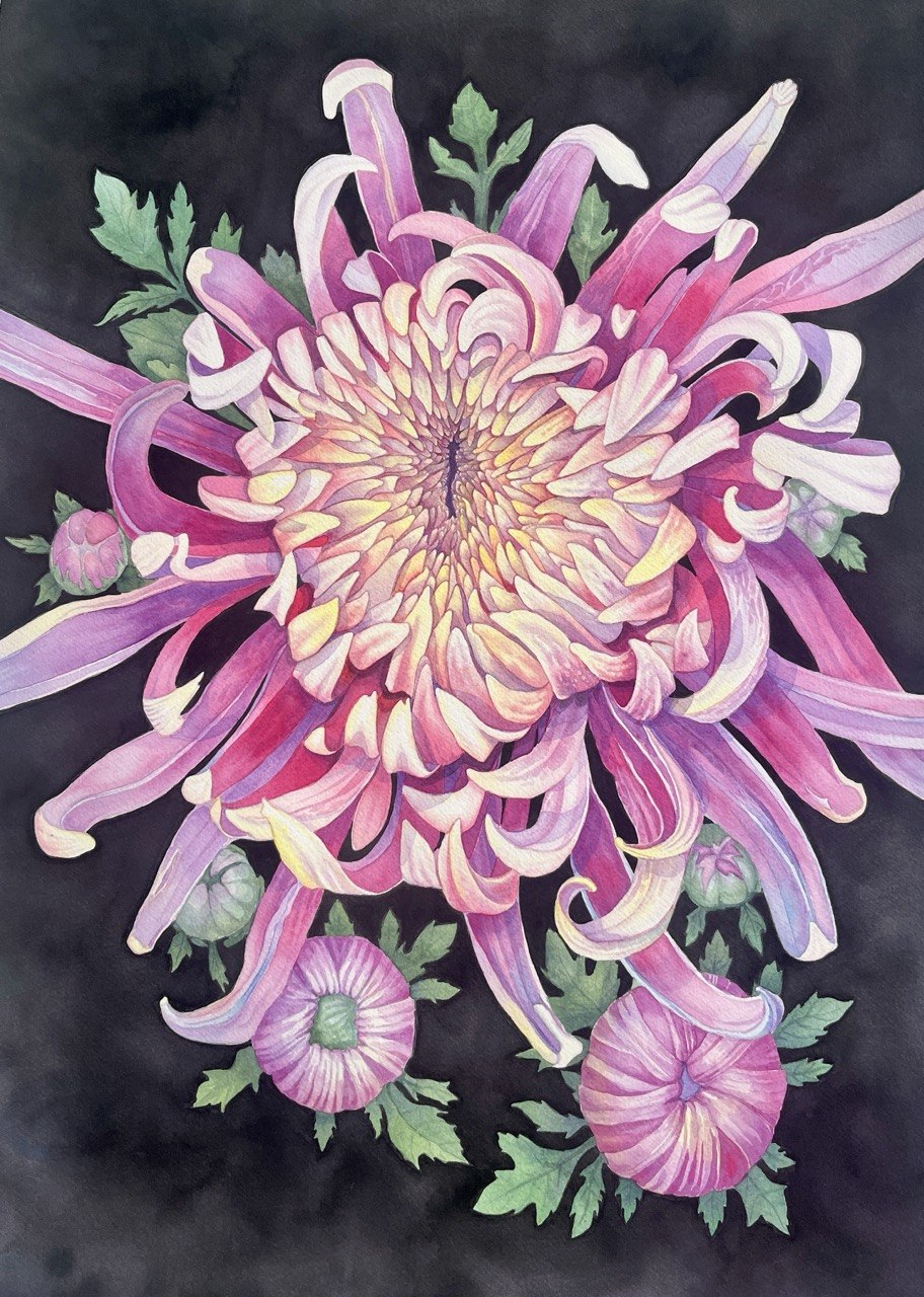 Limited Edition Fine Art Print "Dahlia" | Edition of 100