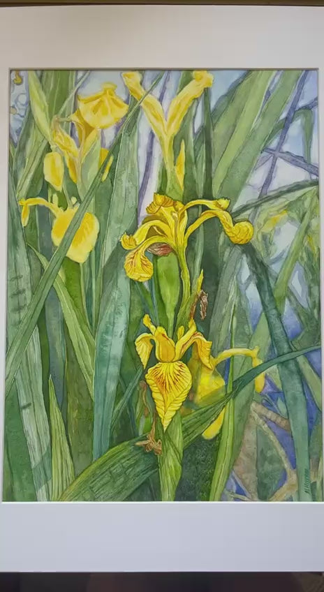 Yellow Flags - Original watercolour artwork