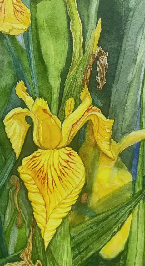 Yellow Flags - Original watercolour artwork